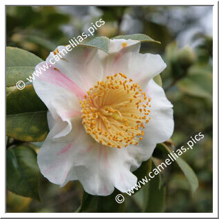 Camellia Camellia Japonica de Higo 'Higo-kyô-nishiki'
