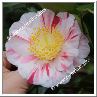 Camellia Japonica 'Higurashi'