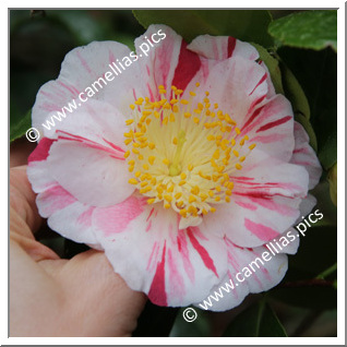 Camellia Japonica 'Higurashi'