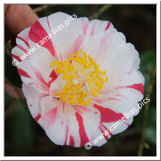 Camellia Japonica 'Higurashi'