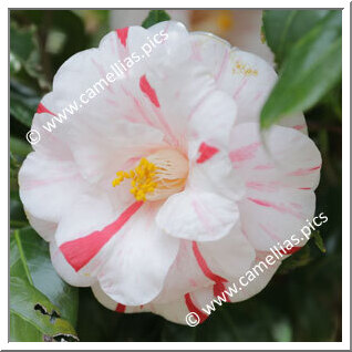 Camellia Japonica 'Higurashi (Izu)'