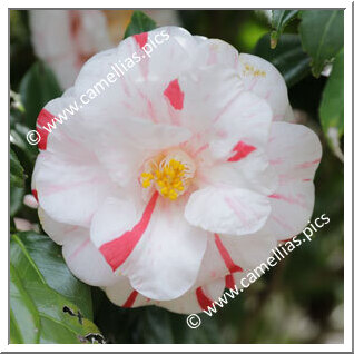 Camellia Japonica 'Higurashi (Izu)'
