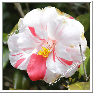 Camellia Japonica 'Higurashi (Izu)'