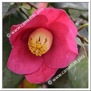 Camellia Japonica 'Hiiragi-tsubaki'