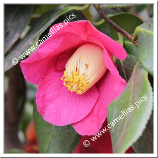 Camellia Japonica 'Hiiragi-tsubaki'