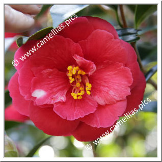Camellia Japonica 'Hiiro-oki-no-ishi'