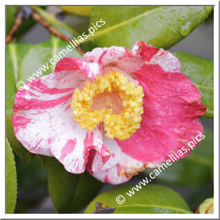 Camellia Japonica 'Hikari'