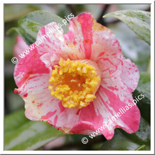 Camellia Japonica 'Hikari'