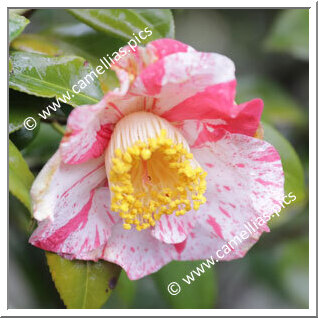 Camellia Japonica 'Hikari'