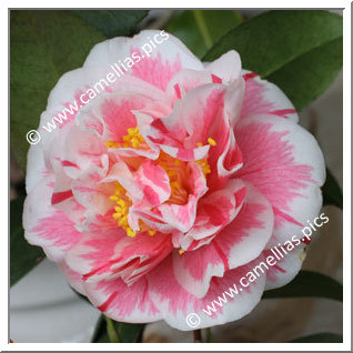 Camellia Japonica 'Hikarugenji'