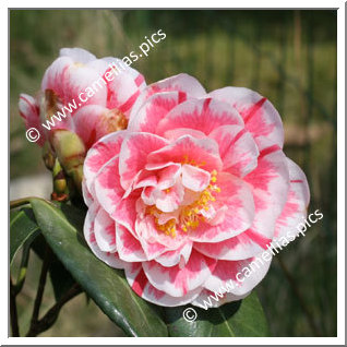 Camellia Japonica 'Hikarugenji'