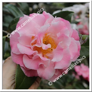 Camellia Japonica 'Hilda Jamieson '