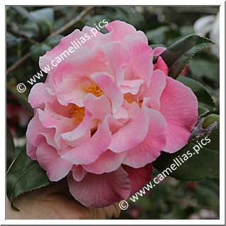Camellia Japonica 'Hilda Jamieson '