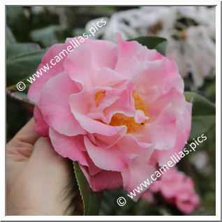 Camellia Japonica 'Hilda Jamieson '