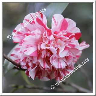 Camellia Japonica 'Dr Agnew Hilsman'