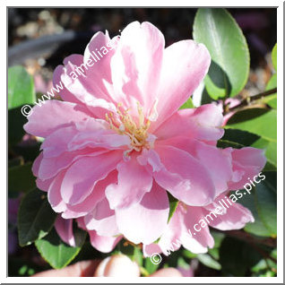 Camellia Hybride 'Himekôki'