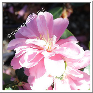 Camellia Hybrid 'Himekôki'