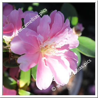 Camellia Hybride 'Himekôki'