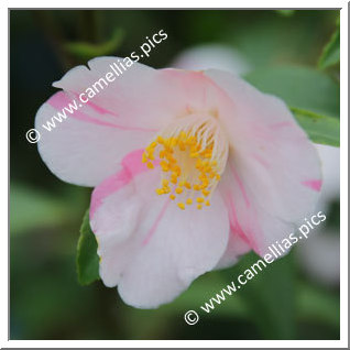 Camellia Hybrid 'Himenoka'