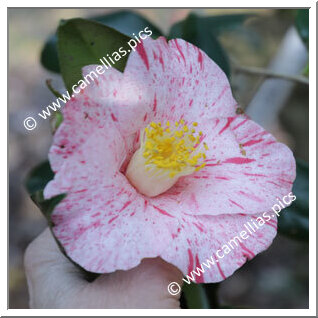 Camellia Japonica 'Himuro-setsugekka'