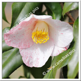 Camellia Japonica 'Himuro-setsugekka'