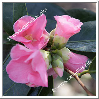 Camellia Wabisuke 'Hina-wabisuke'