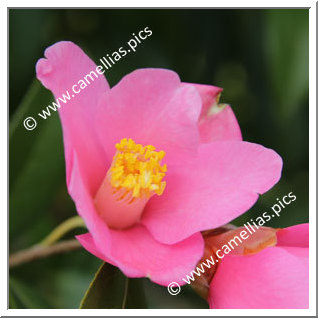 Camellia Hybrid C.x williamsii 'Hinazakura'