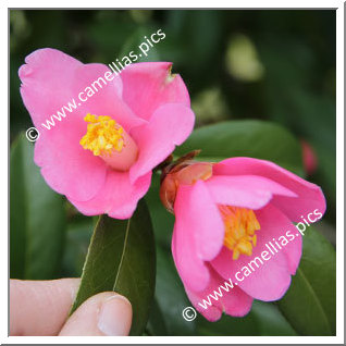 Camellia Hybride C.x williamsii 'Hinazakura'