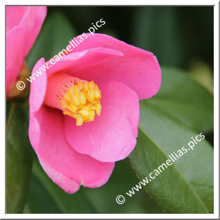 Camellia Hybrid C.x williamsii 'Hinazakura'