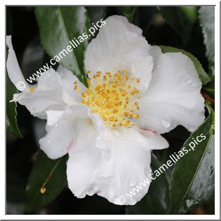 Camellia Sasanqua 'Hinode-gumo'