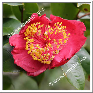 Camellia Camellia Japonica de Higo 'Hinomaru'