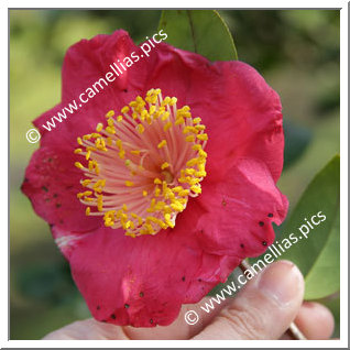 Camellia Higo Camellias 'Hinomaru'