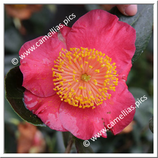 Camellia Higo Camellias 'Hiodoshi'