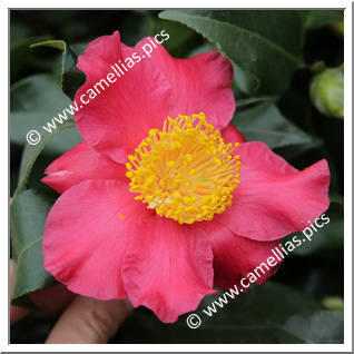 Camellia Higo Camellias 'Hiodoshi'