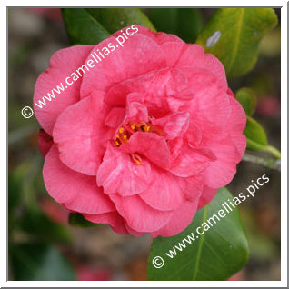 Camellia Japonica 'Hippolyte Thoby'