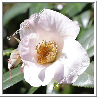 Camellia Hybride C.x williamsii 'Hiraethlyn'