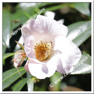 Camellia Hybrid C.x williamsii 'Hiraethlyn'