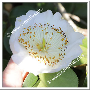 Camellia Higo Camellias 'Hirosehaku'