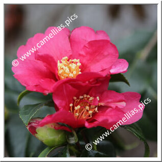 Camellia Sasanqua 'Hiryû'