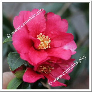 Camellia Sasanqua 'Hiryû'