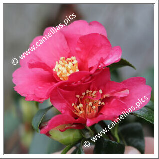 Camellia Sasanqua 'Hiryû'
