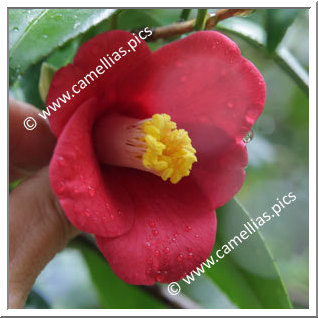 Camellia Japonica 'Hisaka-ichigô'