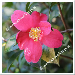 Camellia Sasanqua 'Hisatomi'