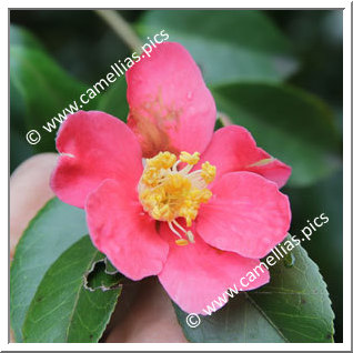 Camellia Sasanqua 'Hisatomi'