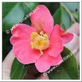 Camellia Sasanqua 'Hisatomi'