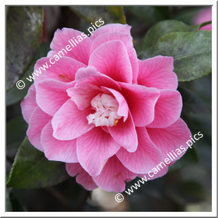 Camellia Japonica 'Hishikaraito'