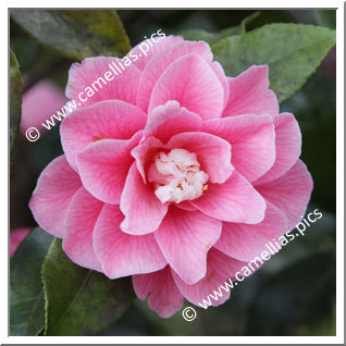 Camellia Japonica 'Hishikaraito'