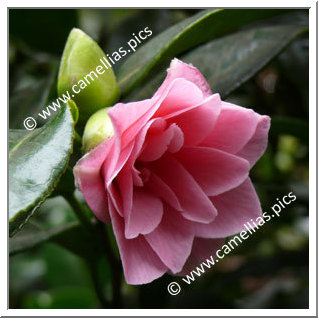 Camellia Japonica 'Hishikaraito'