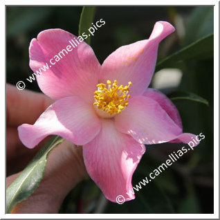 Camellia Hybride C.x williamsii 'Holland Orchid '