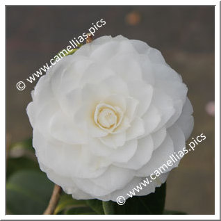 Camellia Japonica 'Honeyglow'